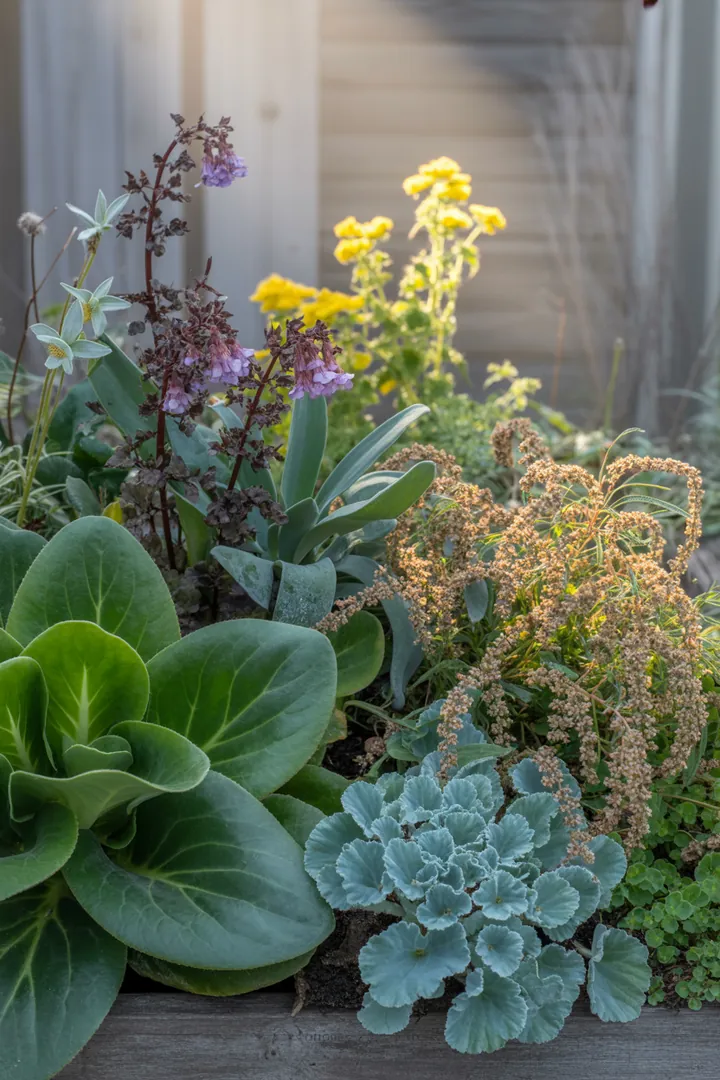 Bunt blühende Pflanzenvielfalt mit immergrünen Sorten und schattenverträglichen Arten, ideal für pflegeleichte Gärten und trockene Standorte.