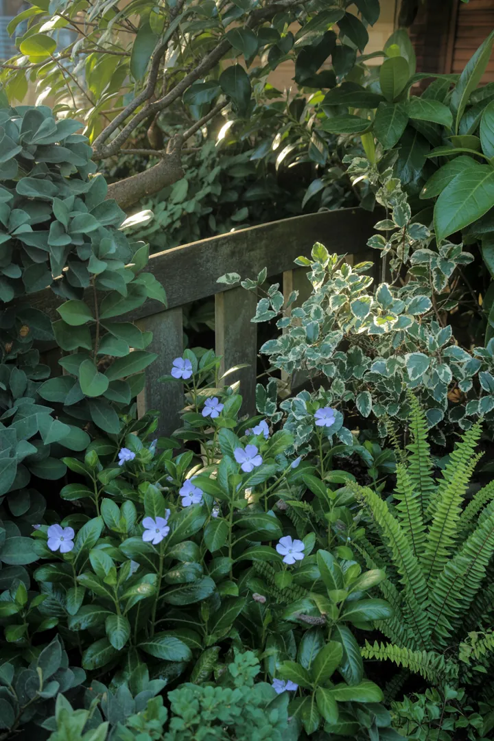 Bunte, abwechslungsreiche Pflanzenlandschaft mit verschiedenen immergrünen Arten, die üppige Blüten und dekoratives Laub präsentieren, ideal für schattige und trockene Bereiche.