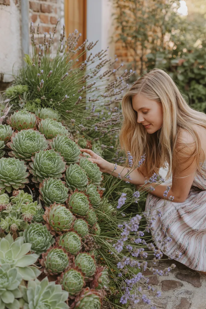 Nahaufnahme von winterblühenden Pflanzen, darunter robustes Immergrün und duftende Lavendelarten, die zusammen eine lebendige, pflegeleichte Gartenlandschaft bilden.