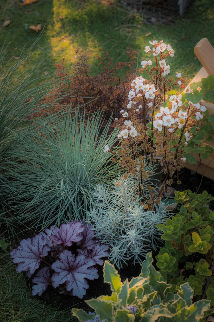 Vielfalt winterblühender Pflanzen und pflegeleichter Stauden in einer harmonischen Gartenlandschaft, die Farben und Texturen kombiniert, um eine einladende Atmosphäre zu schaffen.