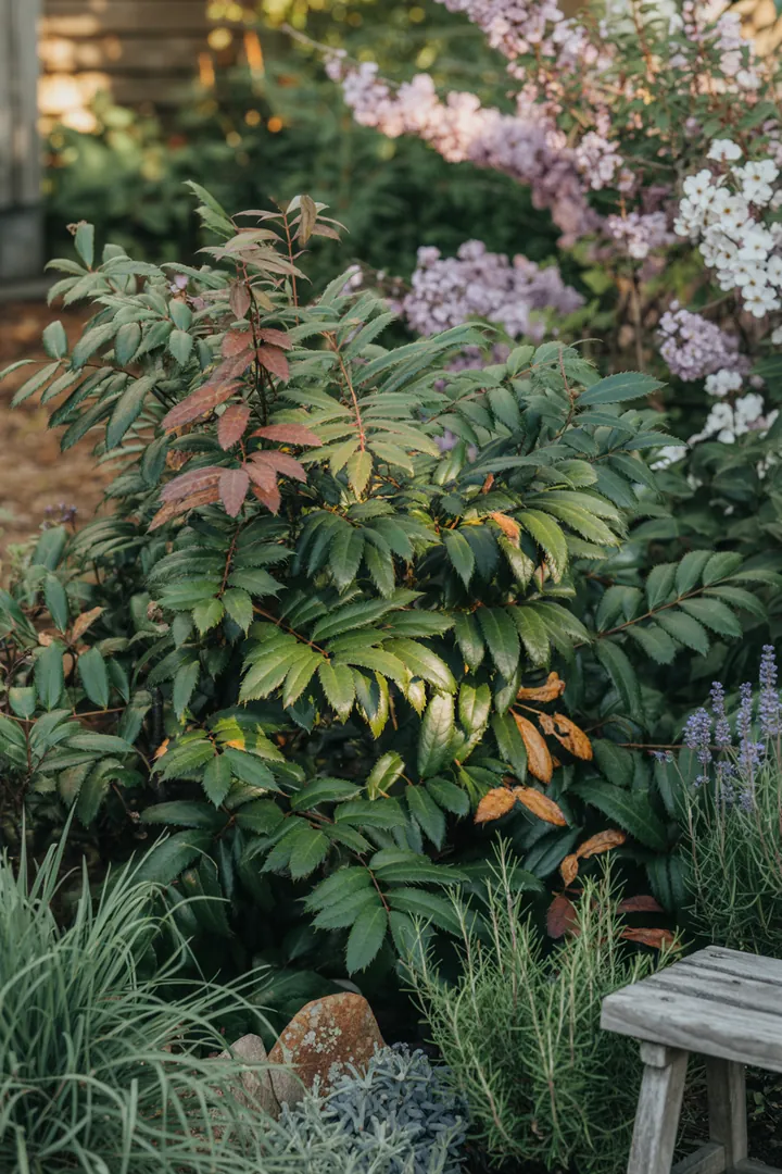 Vielfältige immergrüne Pflanzen mit buntem Laub und duftenden Blüten, ideal für schattige Gärten und als Bodendecker, schaffen eine lebendige Atmosphäre.