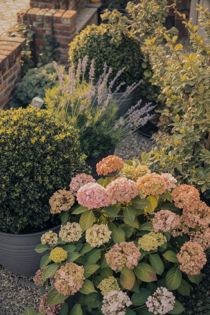 Vielfältige Pflanzen mit duftenden Aromen und silbernem Laub, ideal für trockene Gärten – von frosttoleranten Kräutern bis zu bienenfreundlichen Blüten.