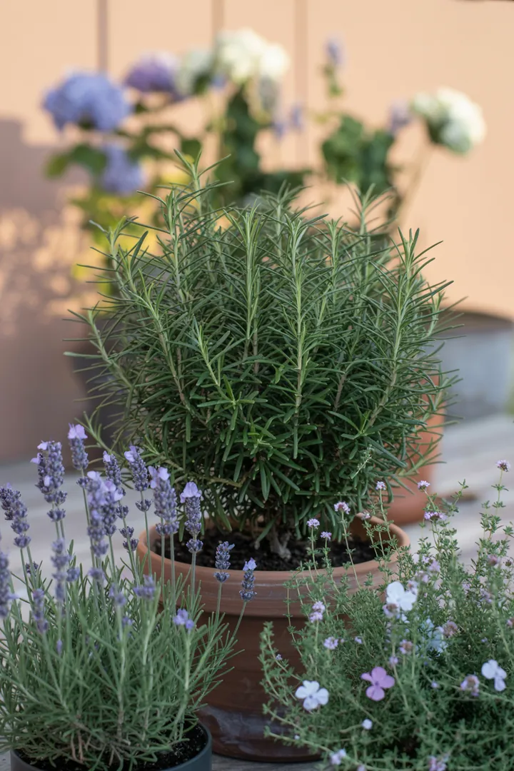 Bunte Kräuter- und Pflanzenanordnung mit aromatischen und duftenden Sorten, darunter frosttolerante Exemplare und solche mit silbrigem Laub, ideal für mediterrane Gärten.