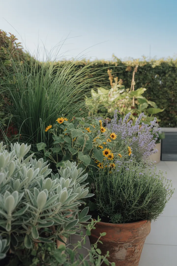 Ein farbenfrohes Gartenarrangement mit duftenden Pflanzen, darunter eine immergrüne Formpflanze und pflegeleichte, dickblättrige Gewächse. Kleinblühende Sträucher und winterharte Kräuter verleihen dem Bild eine lebendige Note, während farbiges Laub und winterblühende Arten für Abwechslung sorgen. Kompakte, frostharte Pflanzen und robuste Frühblüher runden die vielfältige Komposition ab.