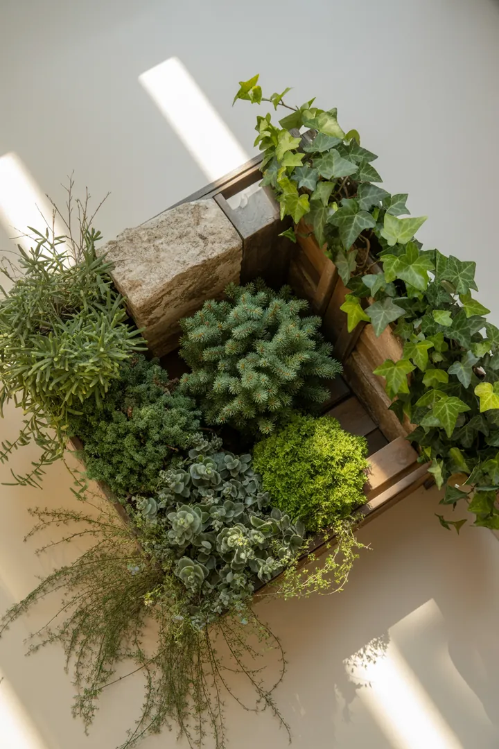 Ein sonniger Garten mit duftenden Pflanzen: Immergrüne Formpflanzen und pflegeleichte, dickblättrige Gewächse schaffen eine bunte Oase. Kleine blühfreudige Sträucher und winterharte Kräuter harmonieren mit farbigem Laub und frostharten Mini-Koniferen, während rankende Pflanzen und frühblühende Gewächse für natürliche Schönheit sorgen.