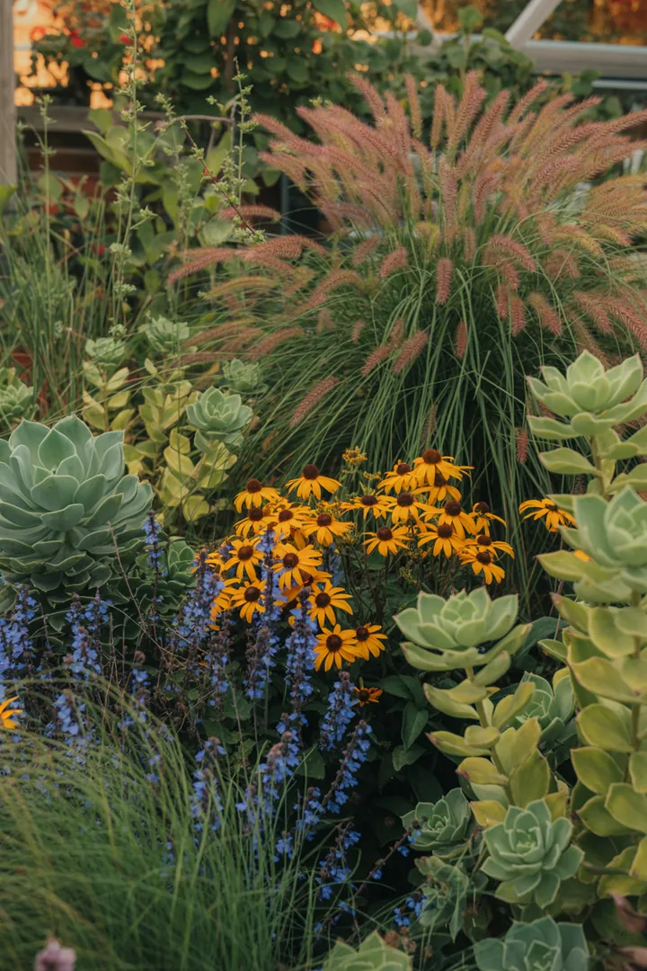 Elegante Gräser in einem Garten arrangiert, mit hohen und strukturierten Pflanzen, die farbige Blätter im Herbst bieten. Wintergrüne Sorten und schattenverträgliche Varianten ergänzen das harmonische Gesamtbild.