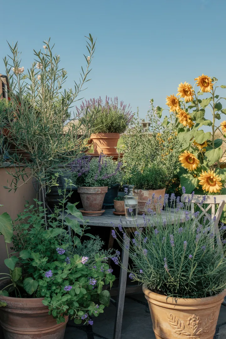 Elegante Gräser in einem Gartenarrangement zeigen hohe, strukturgebende und dekorative Pflanzen mit farbenfrohem Herbstlaub, die harmonisch miteinander kombiniert sind.