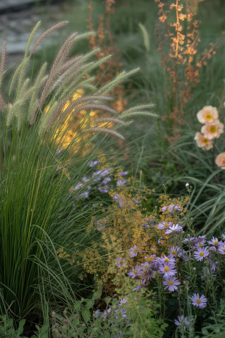 Ein harmonisches Gartenbild mit hohen, eleganten Gräsern in verschiedenen Grüntönen, die Struktur und Farbe schaffen. Wintergrüne Pflanzen und kompakte Sorten sorgen für saisonale Vielfalt.