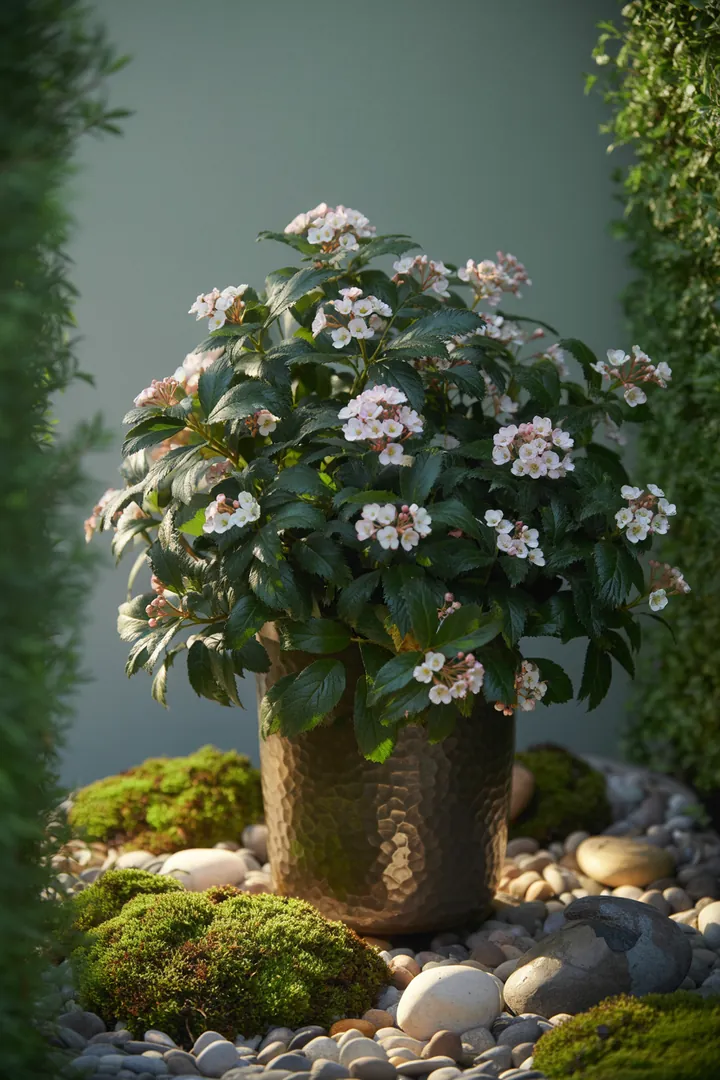 Ein üppiges, immergrünes Gartenarrangement mit vielfältigen Pflanzen: formbare Sträucher, kompakte Lavendel-Exemplare, winterblühende Arten und duftende, zarte Blüten. Perfekt für jeden Gartenliebhaber.