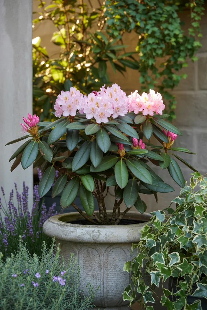 Vielfältige, immergrüne Pflanzenauswahl mit roten und duftenden Akzenten, ideal für pflegeleichte Gärten und kreative Gestaltung.