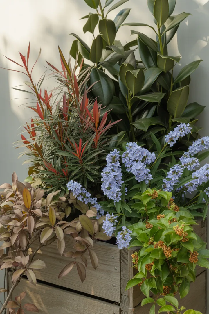 Vielfältige, immergrüne Pflanzen mit bunten Blättern und duftenden Blüten schaffen einen lebendigen Gartenraum, ideal für Schatten und pflegeleichte Gestaltung.