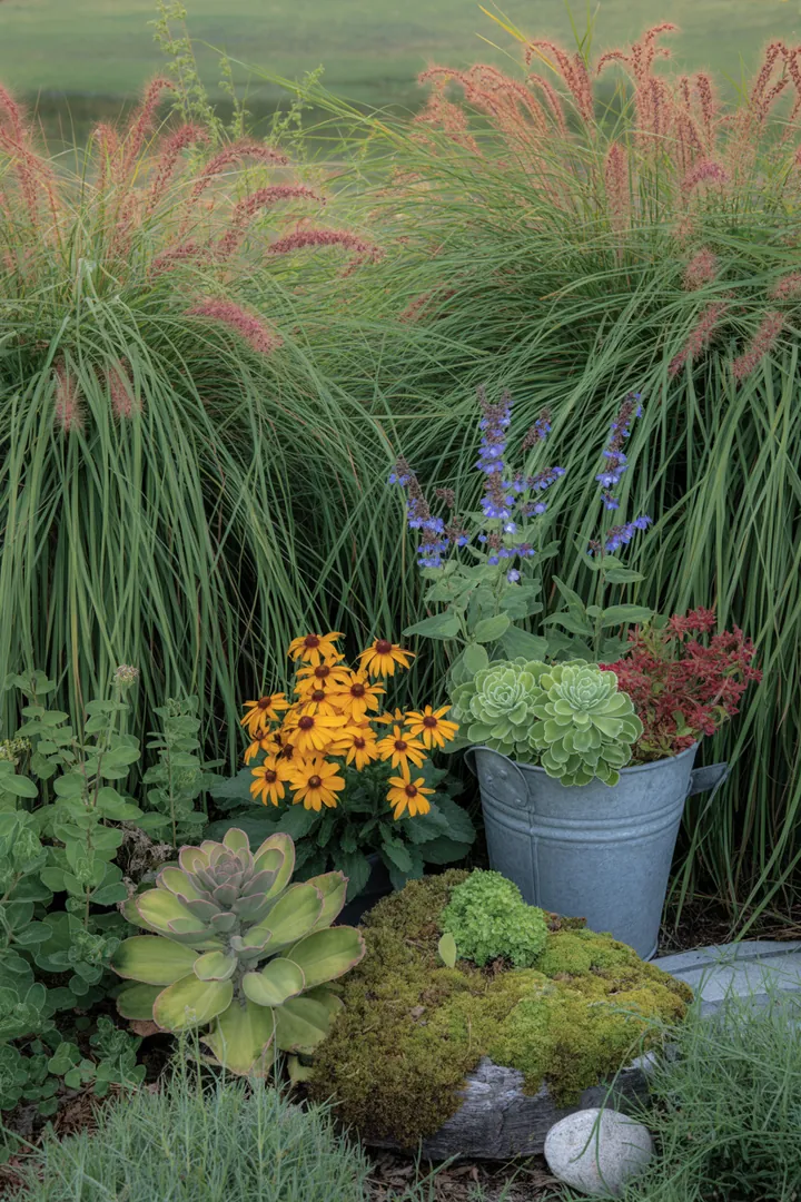Ein farbenfrohes Gartenarrangement zeigt eine Vielzahl von robusten Pflanzen, darunter duftende Lavendelblüten und pflegeleichte Katzenminze. Winterblühende Christrose und langlebige Pfingstrose ergänzen die Szene, während trockenheitsresistente Fetthenne und aromatischer Salbei für Vielfalt sorgen. Immergrüner Buchsbaum und heimische Schafgarbe bieten Struktur, während der insektenfreundliche Sonnenhut und der winterharte