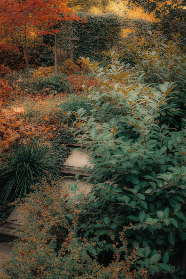 Bunte Pflanzenvielfalt mit immergrünen Sträuchern und duftenden Blüten, die das ganze Jahr über Farbe und Struktur in den Garten bringen.