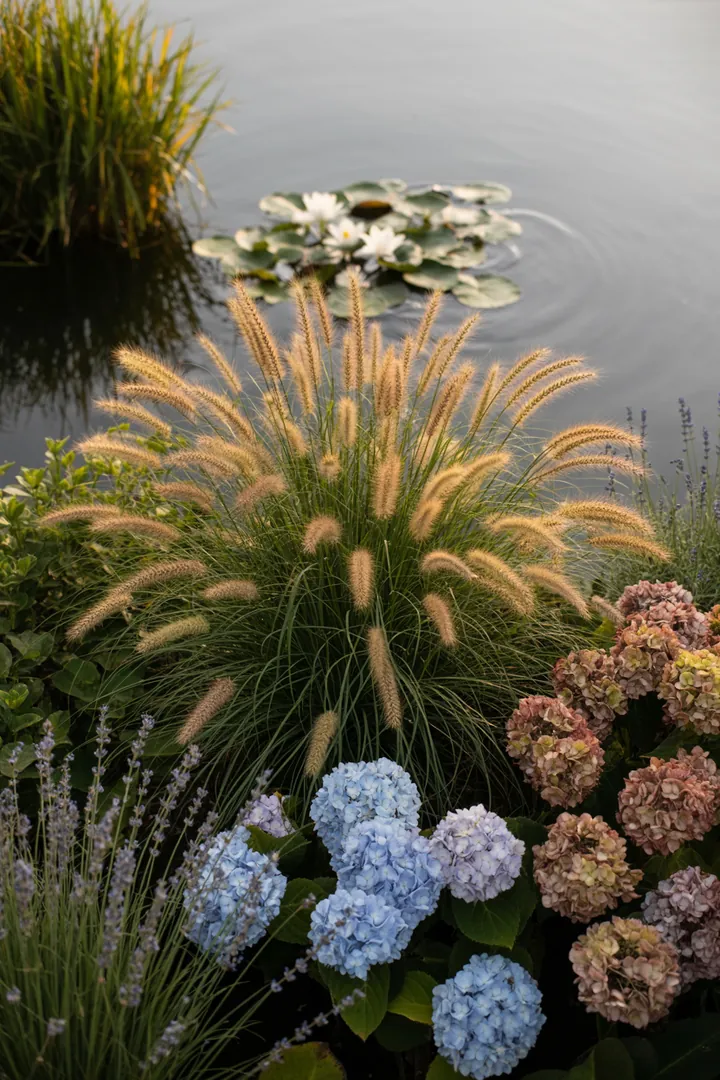 Vielfältige Gräser mit eleganten, aufrechten Formen und farbenfrohem Herbstlaub, ideal für dekorative Gartenarrangements und vielfältige Standortbedingungen.