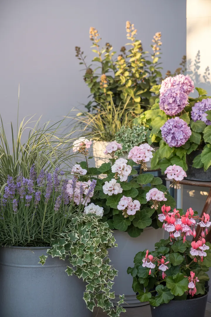 Bunte Pflanzkombination in einem Kübel, mit duftendem Lavendel, lebhaften Geranien, leuchtenden Fuchsien, samtigen Hortensien, grünem Efeu und elegantem Ziergras.