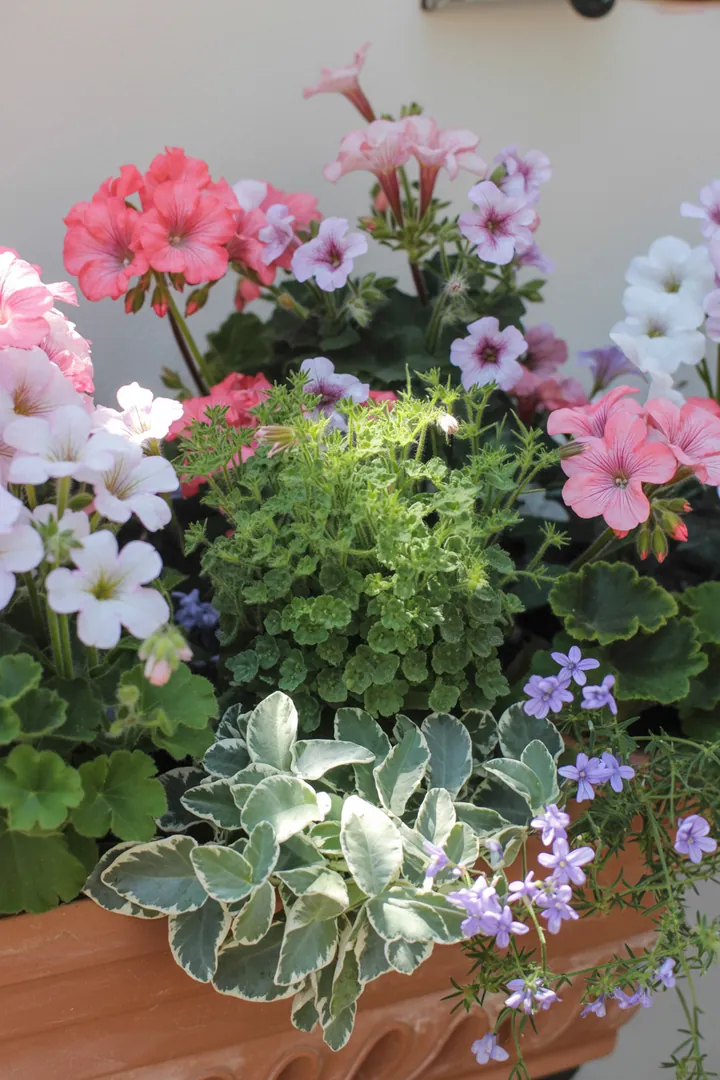 Bunte Blumenarrangements in einem Blumenkasten, darunter leuchtende Geranien, zarte Petunien, kleine Lobelien und fröhliche Zauberglöckchen, umrahmt von Zweizahn, die in frischer Blumenerde wachsen.