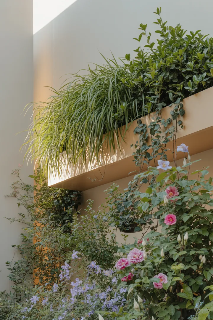 Ein üppiger Garten mit grünen Pflanzen, darunter Fargesia, Miscanthus, Clematis, Kletterrose und Efeu, die an einem Rankgitter wachsen und einen natürlichen Sichtschutz bieten.