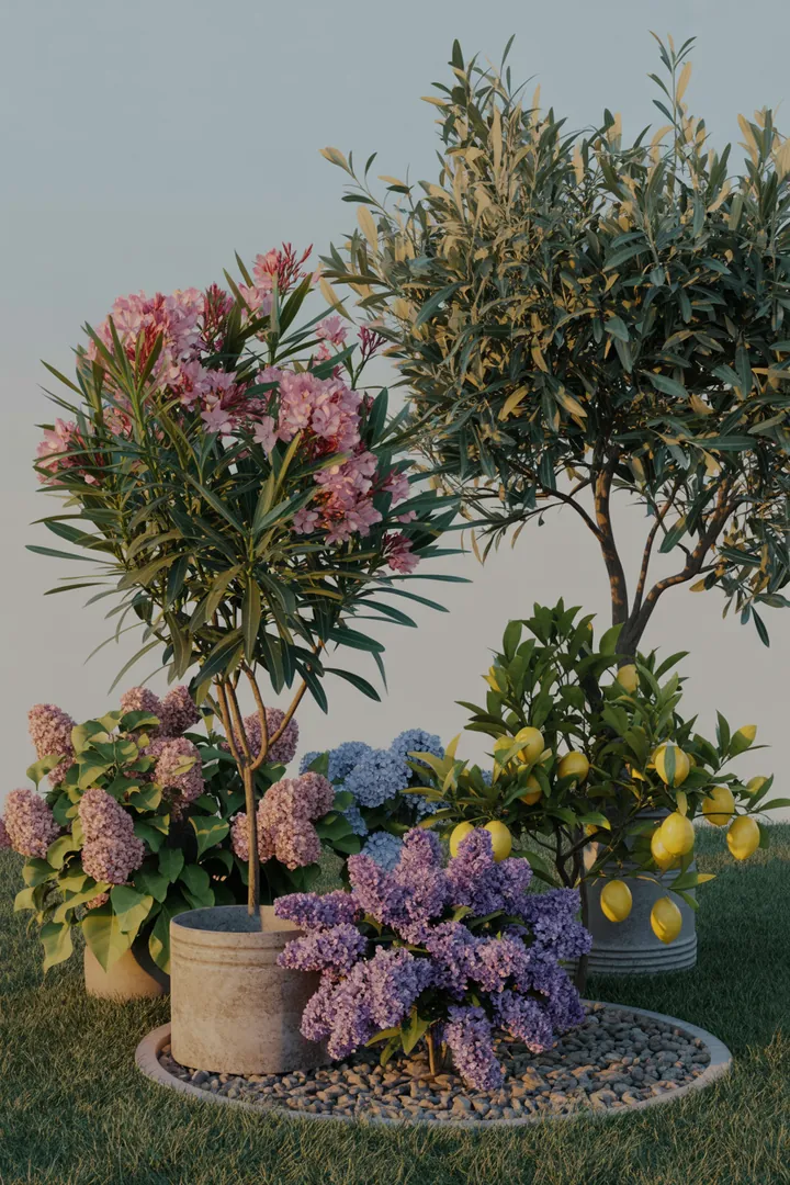 Bunt bepflanzter Pflanzkübel mit verschiedenen Pflanzenarten, darunter ein Oleander, Olivenbaum, Hortensie, Zwergflieder und Zitronenbaum, ergänzt durch eine Drainageschicht für optimale Pflege.