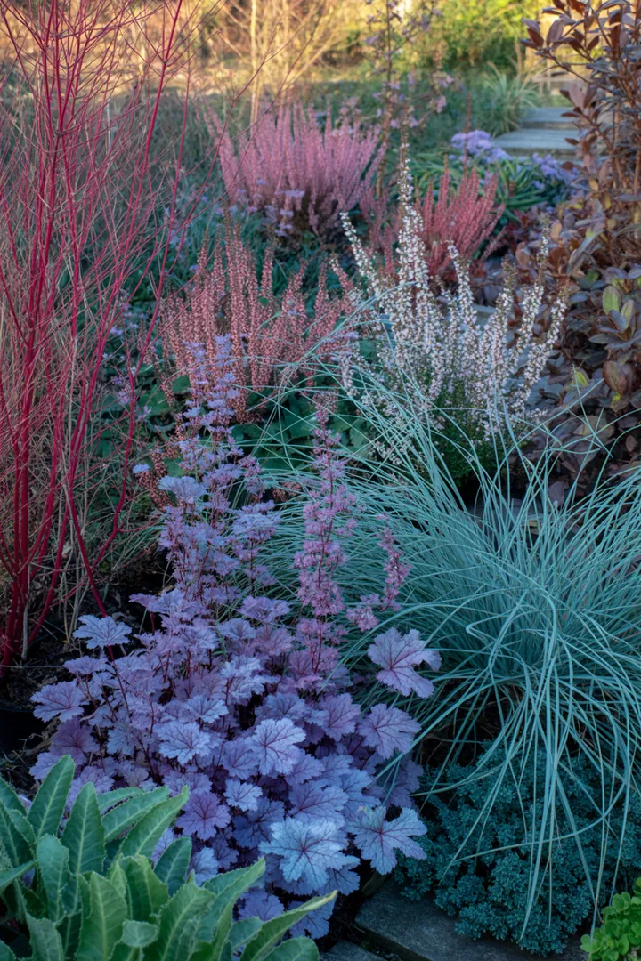 Vielseitige Pflanzenvielfalt mit intensiven Farben und winterharten Eigenschaften, perfekt für ein blühendes, immergrünes Gartenbild.