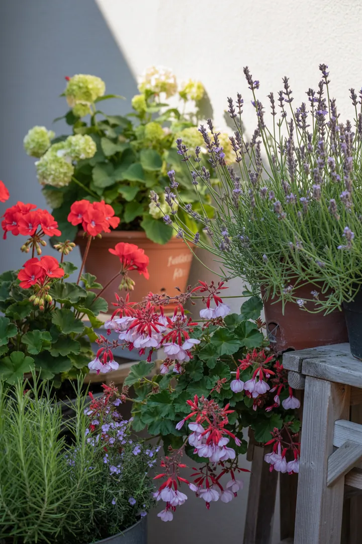 Bunte Blütenpracht in Pflanzkübeln und Blumenkästen, kombiniert mit Geranie, Lavendel, Fuchsie, Hortensie und Rosmarin, schafft eine lebendige Gartenatmosphäre.