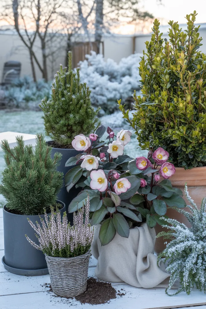 "Frostbeständige Pflanzenarrangements mit Christrose, Skimmie und Heide in einem isolierten Topf, umgeben von Zwergkiefern und Ilex für winterliche Gartenakzente."