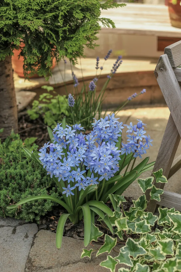 Bunte Frühlingsblüher in einem Garten: Christrose, Hornveilchen, Primel, Gänseblümchen, Strahlen-Anemone und weitere frostharte Pflanzen, die die ersten Sonnenstrahlen begrüßen.