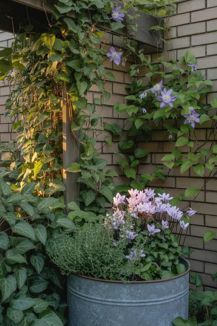 Bunt blühende Kletterpflanzen in einem üppigen Garten, darunter duftendes Geißblatt und exotischer Schokoladenwein, umgeben von immergrünem Efeu und farbenfrohem Laub.