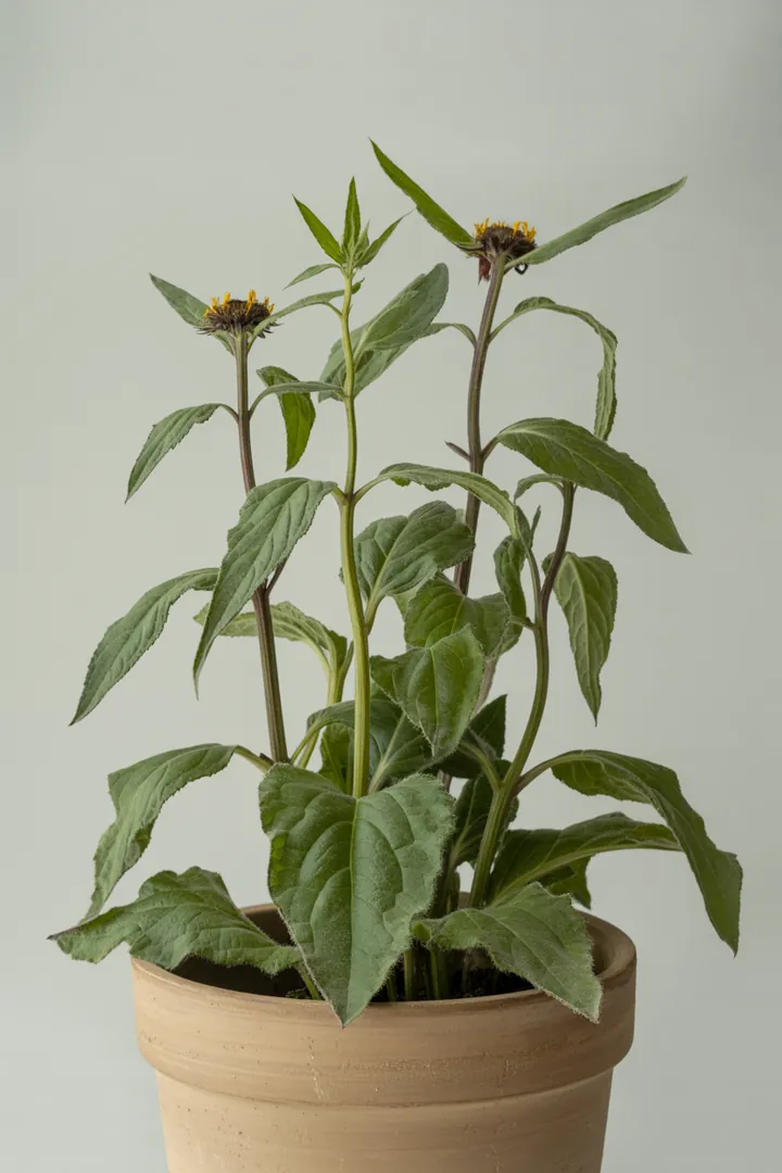 Alant – für Garten, Beet – Standort: Sonne – Wasserbedarf: mittel