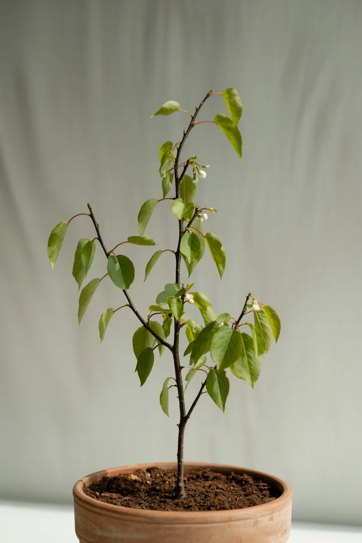 Aprikose – für Terrasse, Kübel, Garten – Standort: Sonne – Wasserbedarf: mittel
