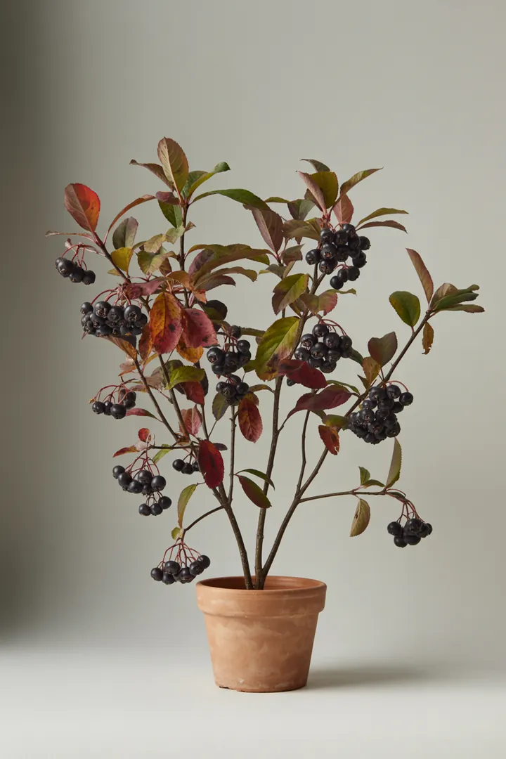 Aronia (Apfelbeere) – für Garten, Beet – Standort: Sonne, Halbschatten – Wasserbedarf: mittel