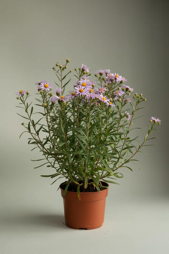 Astern (Herbstastern) – für Garten, Beet – Standort: Sonne – Wasserbedarf: mittel