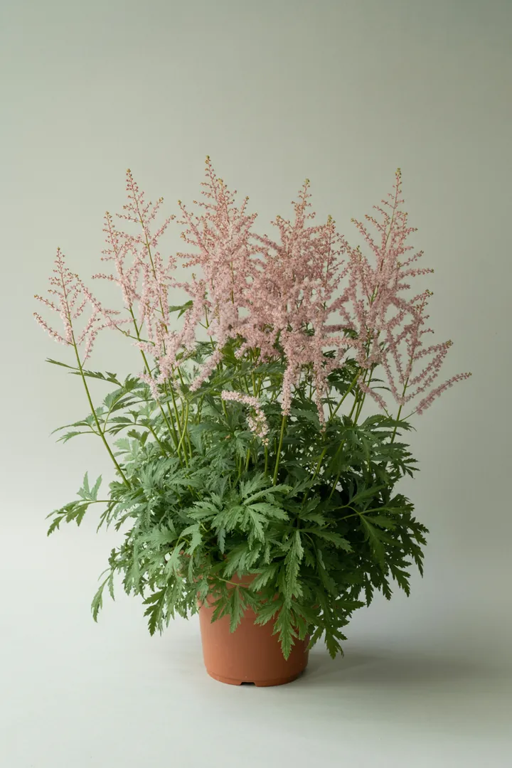 Astilbe (Prachtspiere) – für Garten, Beet – Standort: Halbschatten – Wasserbedarf: hoch