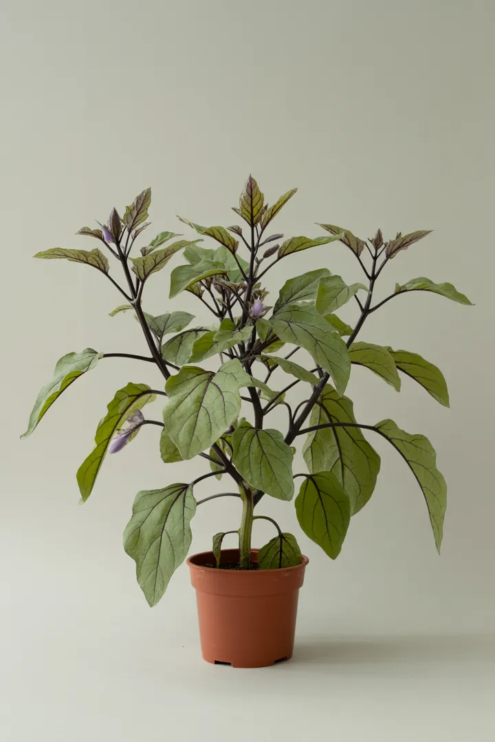 Aubergine – für Balkon, Terrasse, Kübel, Hochbeet, Garten, Beet – Standort: Sonne – Wasserbedarf: mittel