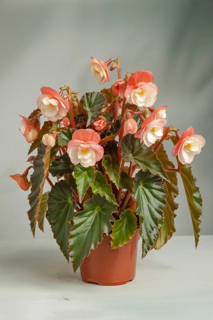 Begonie (Eis-/Knollenbegonie) – für Balkon, Terrasse, Kübel, Beet – Standort: Halbschatten – Wasserbedarf: mittel
