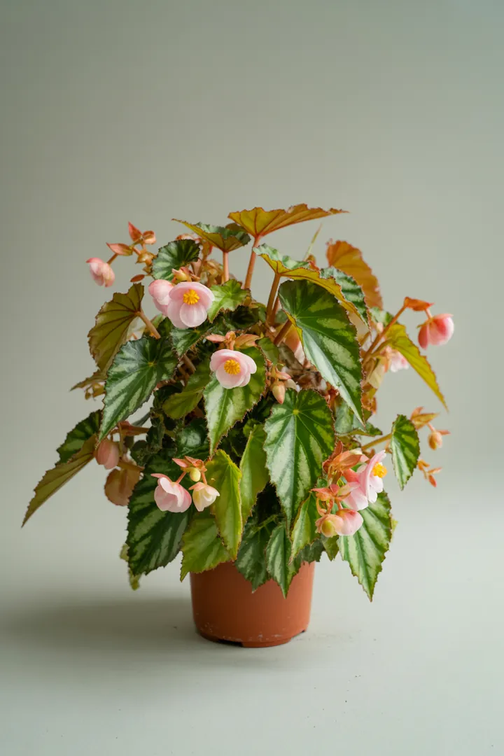 Begonie – für Balkon, Terrasse, Kübel, Beet – Standort: Halbschatten, Schatten – Wasserbedarf: mittel