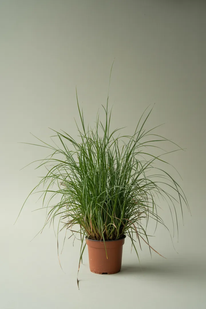 Bergen-Segge (Carex morrowii) – für Kübel, Garten, Beet – Standort: Halbschatten – Wasserbedarf: mittel