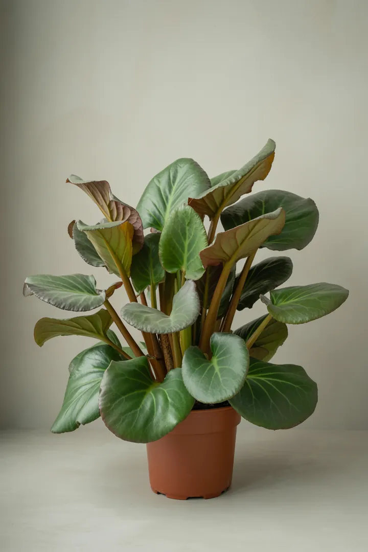 Bergenie – für Balkon, Terrasse, Kübel, Garten, Beet – Standort: Halbschatten – Wasserbedarf: mittel