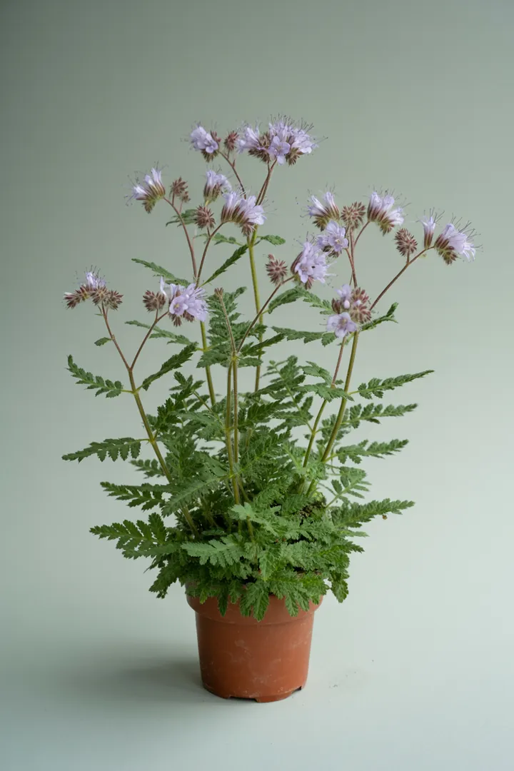 Bienenfreund (Phacelia) – für Hochbeet, Garten, Beet – Standort: Sonne – Wasserbedarf: mittel
