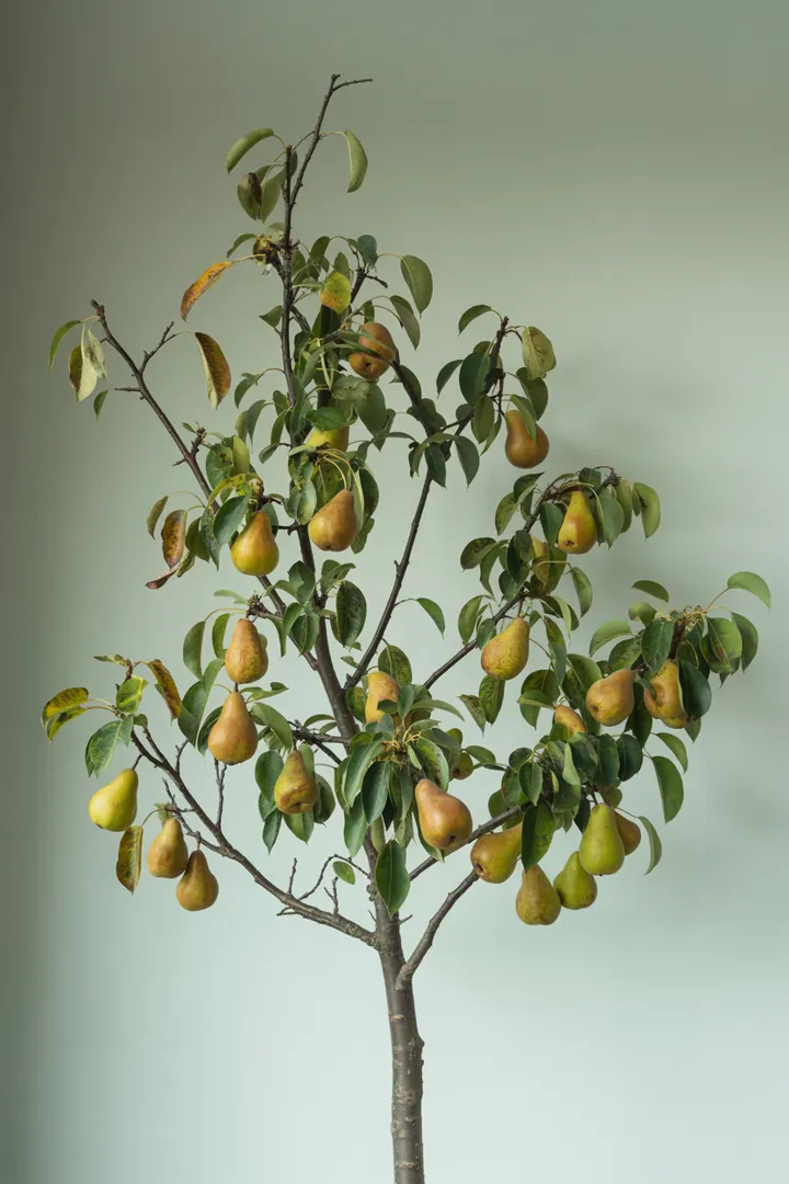 Birne – für Garten – Standort: Sonne – Wasserbedarf: mittel