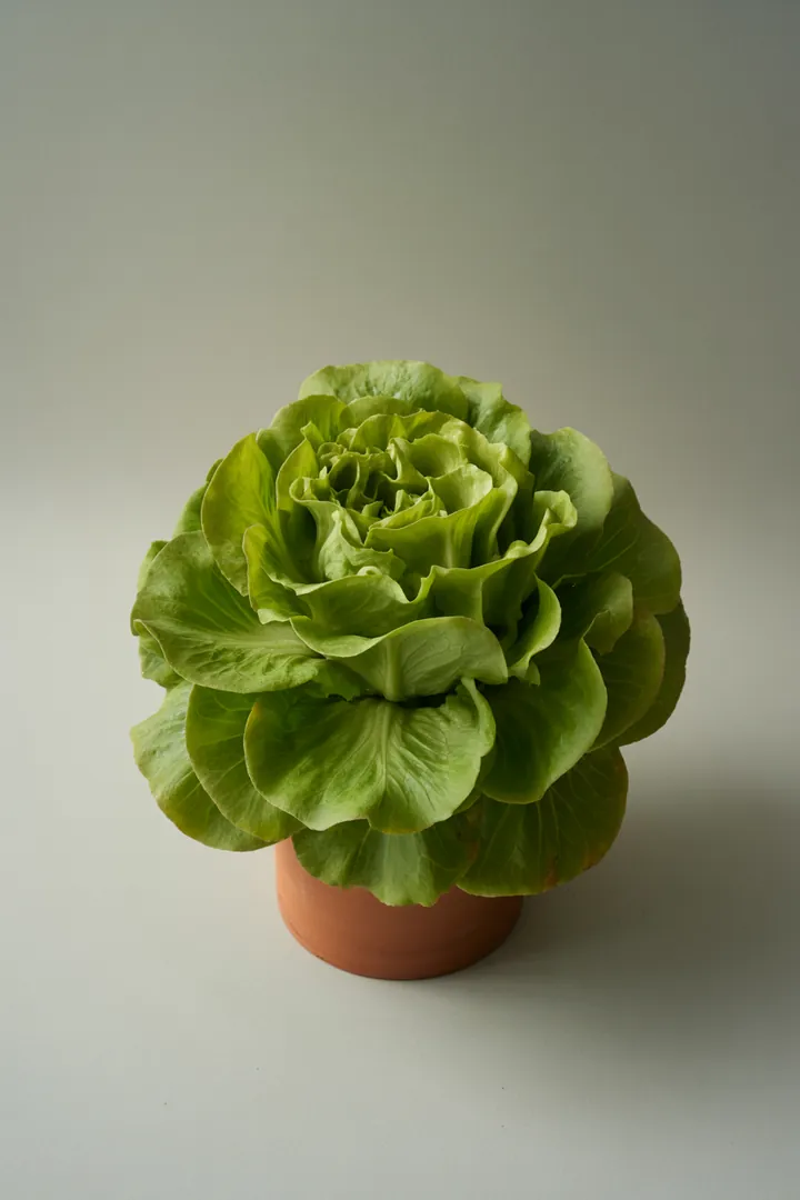 Blattsalat – für Balkon, Terrasse, Kübel, Hochbeet, Garten, Beet – Standort: Halbschatten – Wasserbedarf: mittel