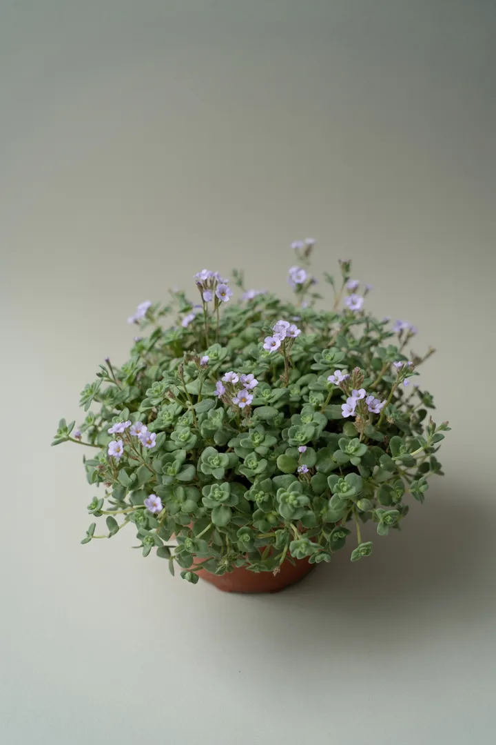 Blaukissen (Aubrieta) – für Garten, Beet – Standort: Sonne – Wasserbedarf: wenig