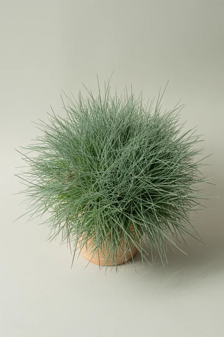 Blauschwingel (Festuca glauca) – für Kübel, Garten, Beet – Standort: Sonne – Wasserbedarf: wenig