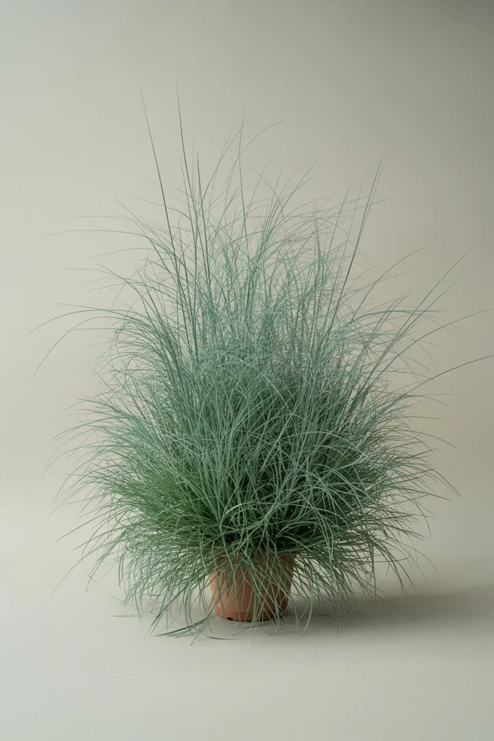 Blauschwingel (Festuca) – für Balkon, Terrasse, Kübel, Garten, Beet – Standort: Sonne – Wasserbedarf: wenig