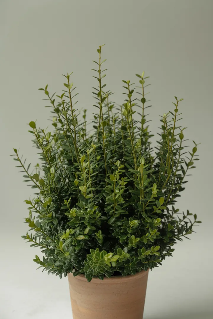 Buchsbaum – für Garten – Standort: Halbschatten – Wasserbedarf: mittel