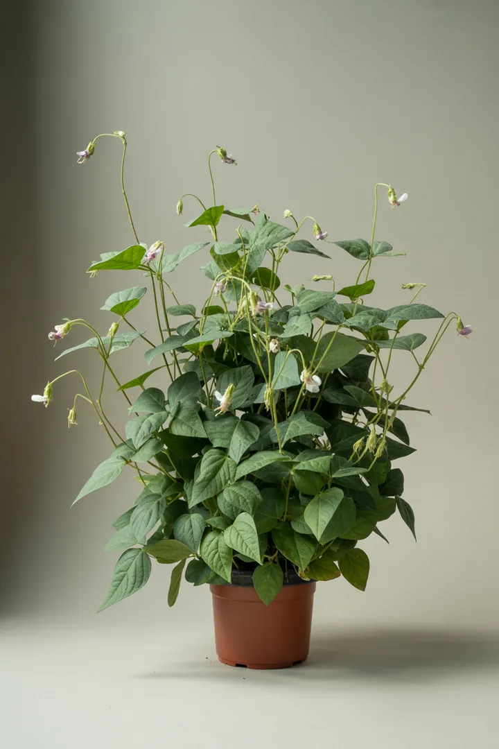 Buschbohne – für Hochbeet, Garten, Beet – Standort: Sonne – Wasserbedarf: mittel