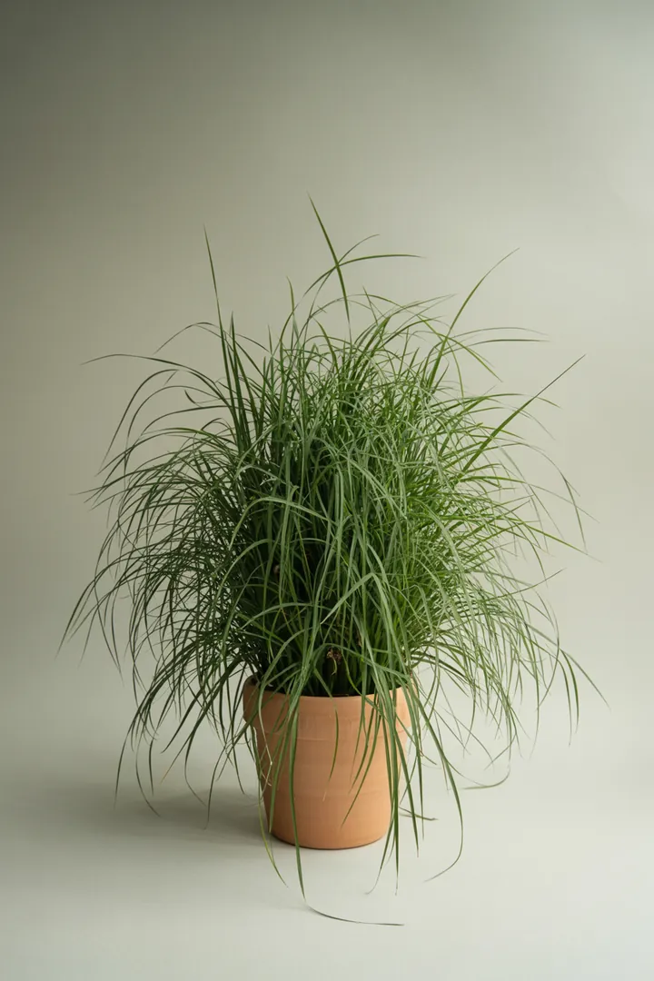 Chinaschilf (Miscanthus) – für Garten, Beet – Standort: Sonne – Wasserbedarf: mittel