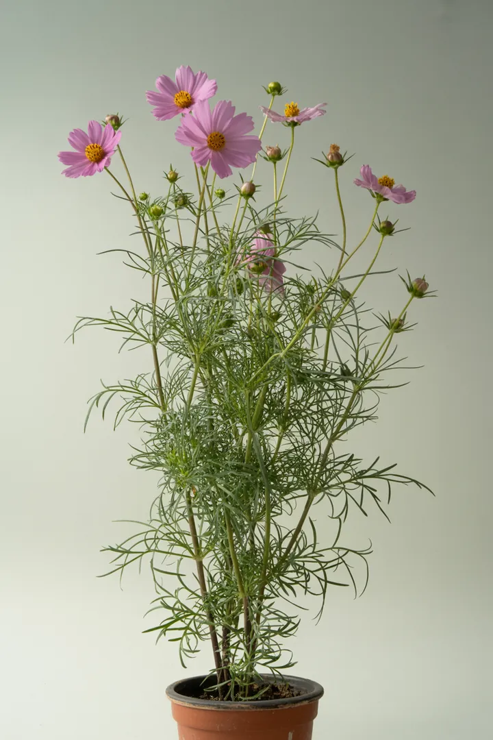 Cosmea (Schmuckkörbchen) – für Balkon, Terrasse, Kübel, Garten, Beet – Standort: Sonne – Wasserbedarf: mittel
