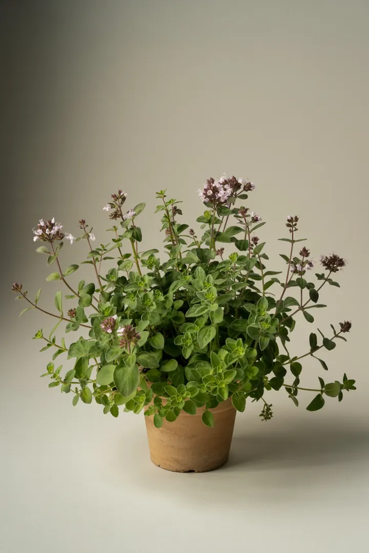 Dost/Oregano (als Bodendecker) – für Balkon, Terrasse, Kübel, Garten, Beet – Standort: Halbschatten – Wasserbedarf: wenig