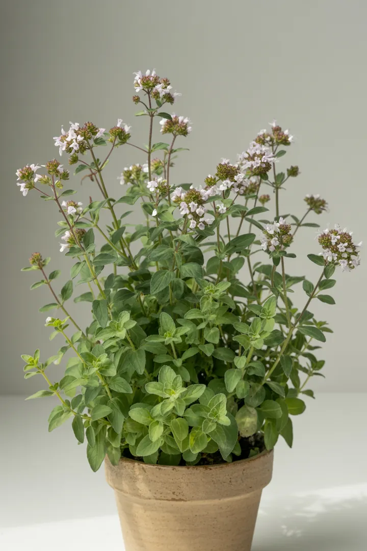 Dost/Oregano – für Kübel, Hochbeet, Garten, Beet – Standort: Sonne – Wasserbedarf: wenig