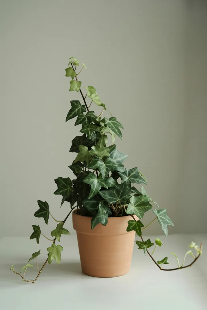 Efeu (als Kübel-Bodendecker) – für Balkon, Terrasse, Kübel – Standort: Halbschatten – Wasserbedarf: mittel